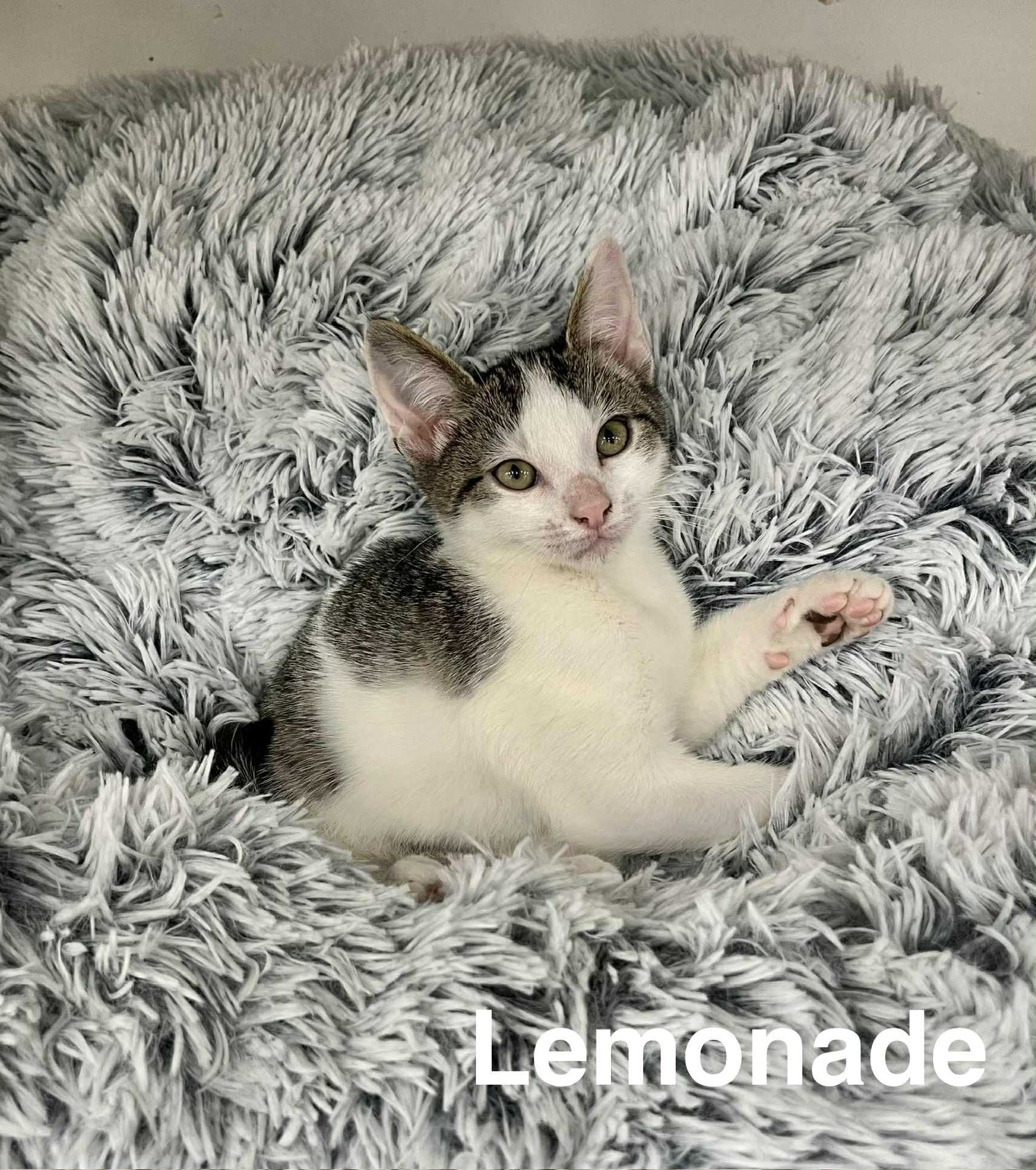 Lemonade Lemonade